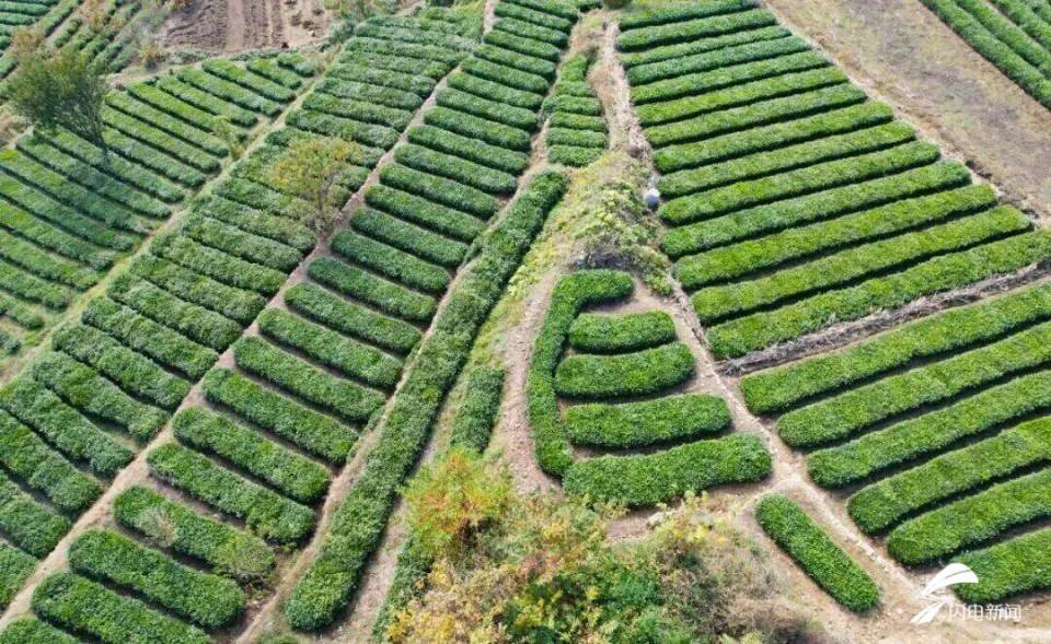 日照东港后村镇初冬限定!藏着最温柔的岁月痕迹