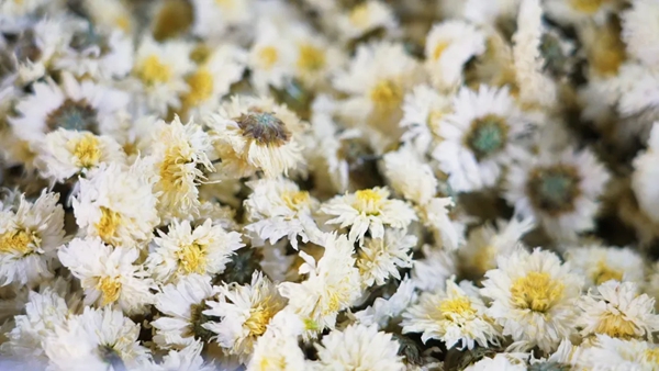 贵州都匀:金菊绽放美乡村 村民增收有“花路”