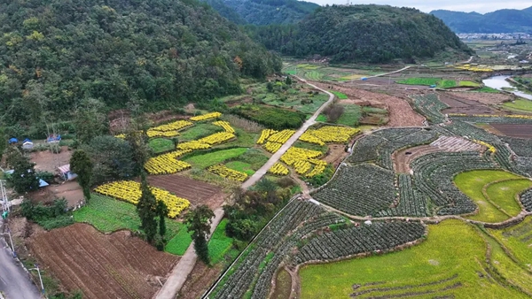 贵州都匀:金菊绽放美乡村 村民增收有“花路”