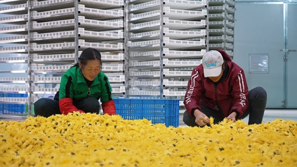 贵州都匀:金菊绽放美乡村 村民增收有“花路”