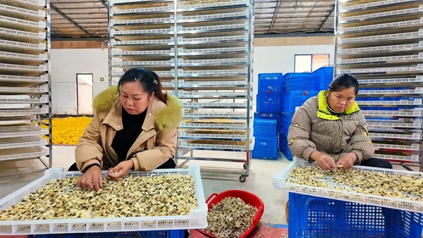 贵州都匀:金菊绽放美乡村 村民增收有“花路”