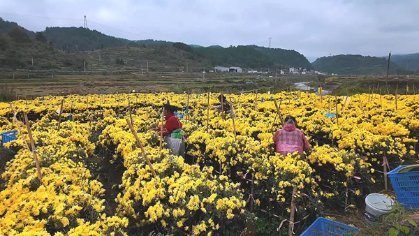 贵州都匀:金菊绽放美乡村 村民增收有“花路”