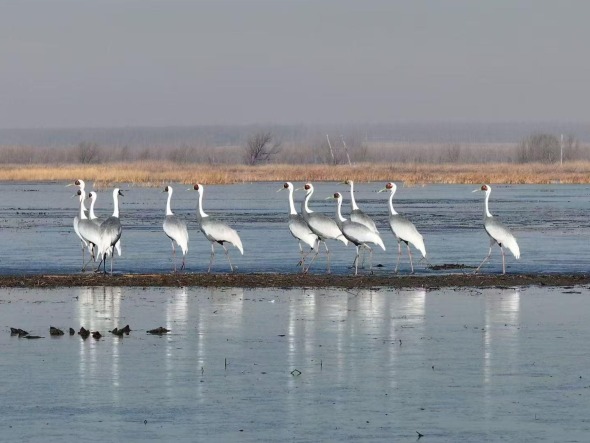 全球近三分之一野生白鹤栖沈
