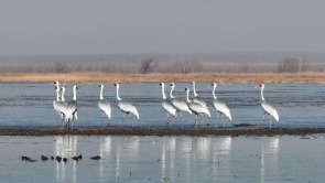 全球近三分之一野生白鶴棲沈