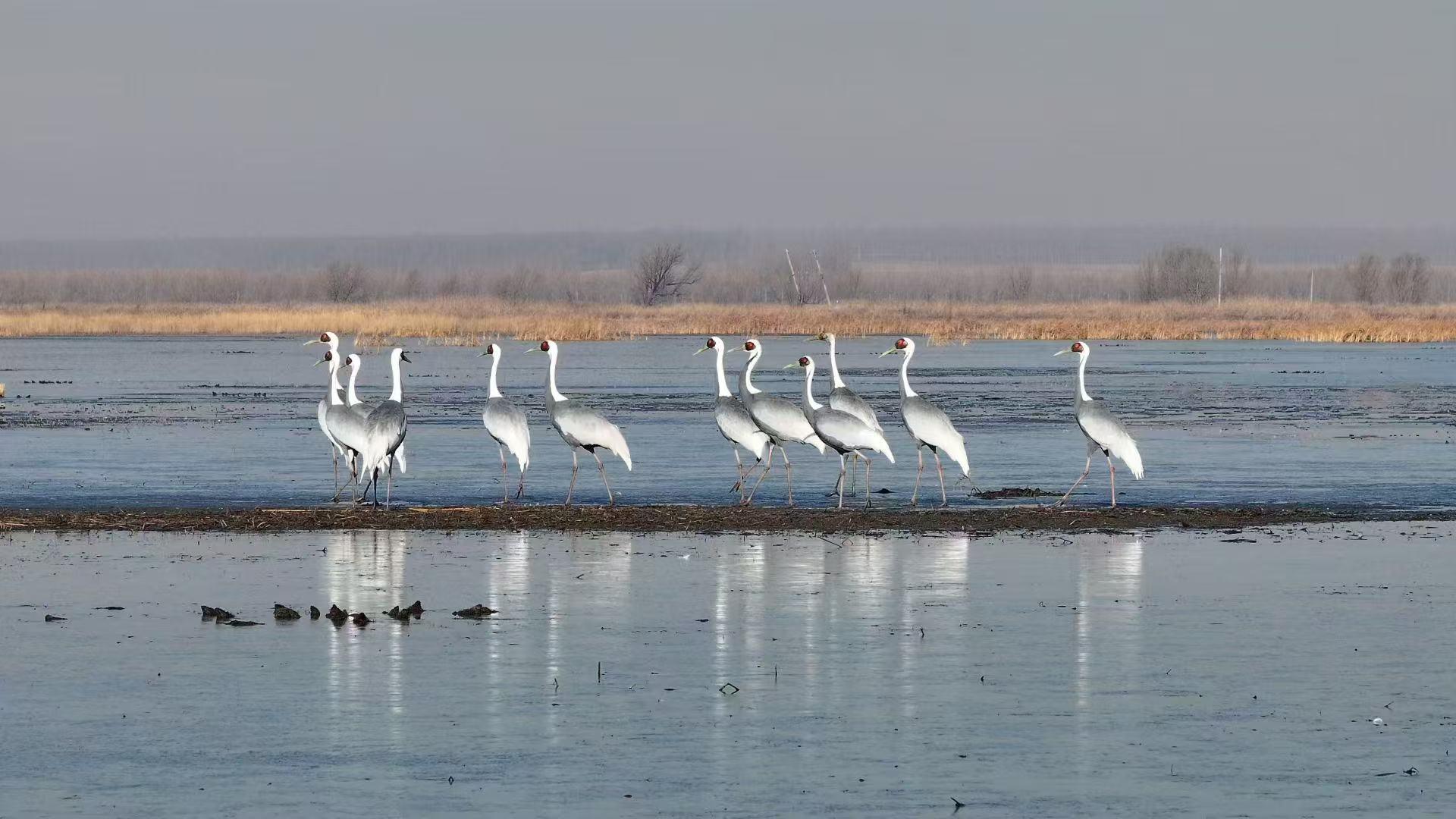 全球近三分之一野生白鹤栖沈_fororder_转自啊图