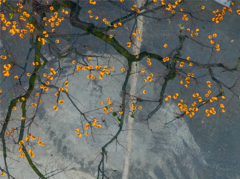 【圖集】湖北羅田:水上紅葉映蒼穹 柿裏牧歌話鄉愁