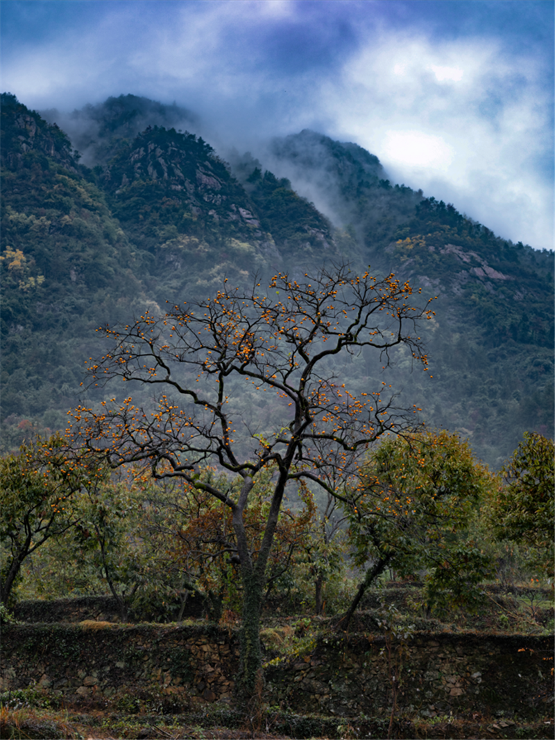 【圖集】湖北羅田:水上紅葉映蒼穹 柿裏牧歌話鄉愁