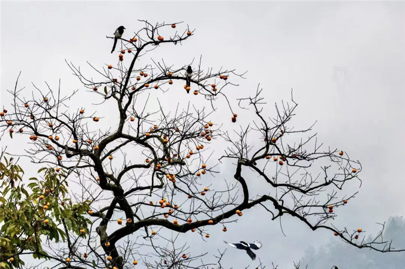 【圖集】湖北羅田:水上紅葉映蒼穹 柿裏牧歌話鄉愁