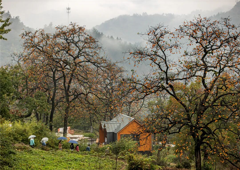 【圖集】湖北羅田:水上紅葉映蒼穹 柿裏牧歌話鄉愁