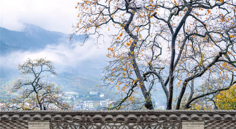 【圖集】湖北羅田:水上紅葉映蒼穹 柿裏牧歌話鄉愁