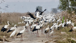 超500只濒危东方白鹳“组团”栖息南大港湿地