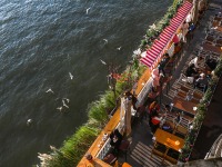 重慶：生態持續向好 紅嘴鷗又來了