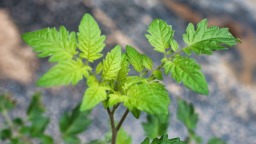 天水秦安云山镇：冬暖棚里春意浓