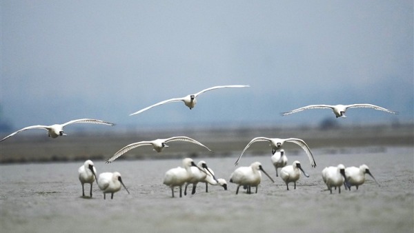 “鳥中大熊貓”來瓊越冬