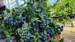 定西：东西协作架金桥 消费帮扶绘就岷县乡村振兴新图景