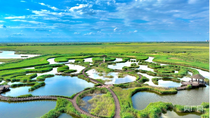 行进的海岸线｜从巡护车到“AI眼” 世界自然遗产南大港湿地的生态守护