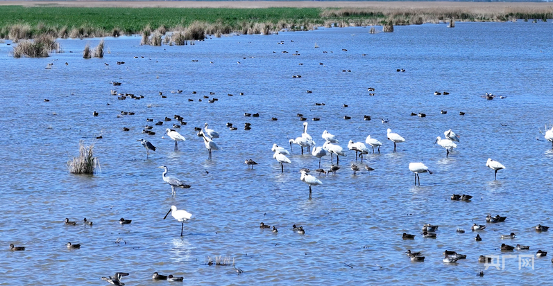 行进的海岸线｜从巡护车到“AI眼” 世界自然遗产南大港湿地的生态守护
